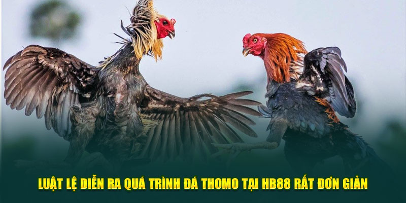 Luật lệ diễn ra quá trình đấu Thomo tại HB88 rất đơn giản